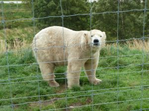 Polar Bear Kinriag. Polar bear